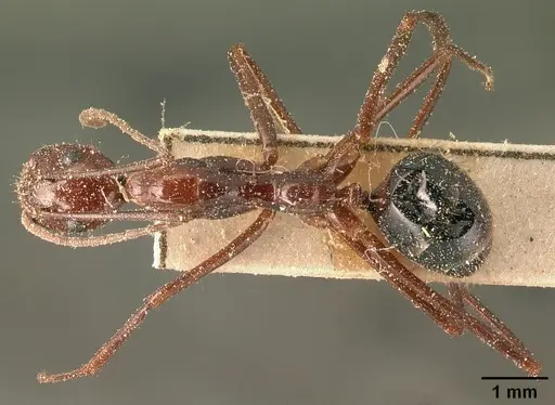 Camponotus imitator specimen CASENT0101119 image casent0101119_1