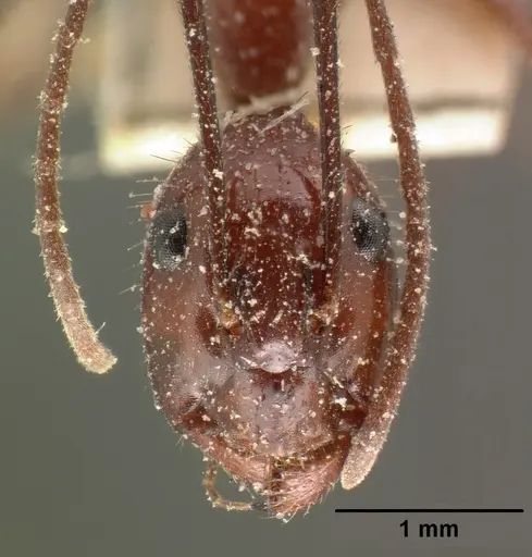 Camponotus imitator specimen CASENT0101119 image casent0101119_2