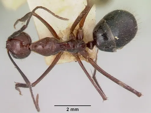 Camponotus imitator specimen CASENT0101365 image casent0101365_1