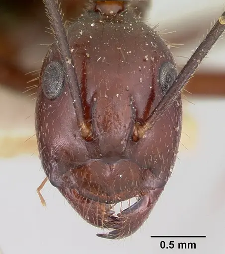 Camponotus imitator specimen CASENT0101365 image casent0101365_2