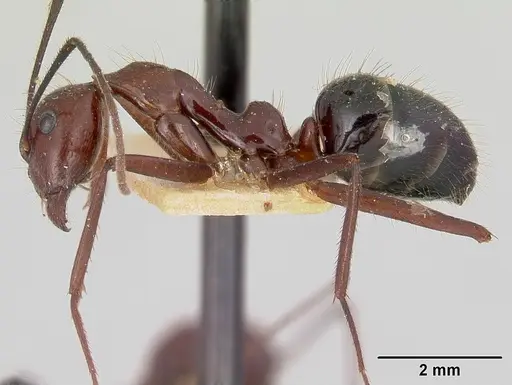 Camponotus imitator specimen CASENT0101365 image casent0101365_3
