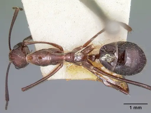 Camponotus imitator specimen CASENT0104647 image casent0104647_1