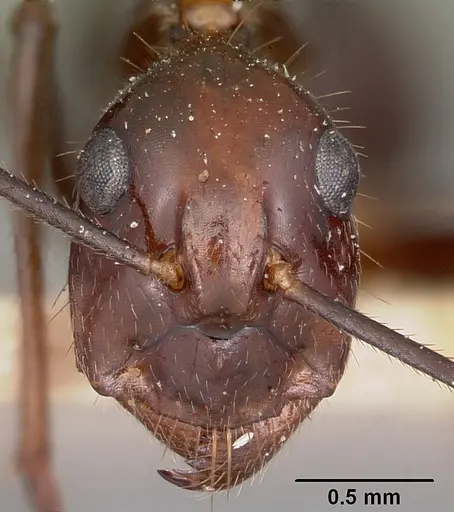Camponotus imitator specimen CASENT0104647 image casent0104647_2