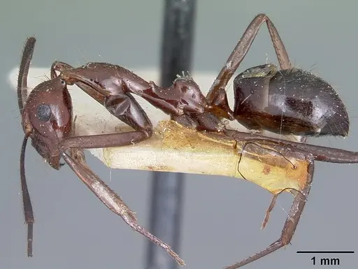 Camponotus imitator specimen CASENT0104647 image casent0104647_3