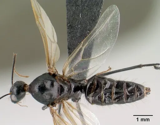 Camponotus imitator specimen CASENT0145039 image casent0145039_1