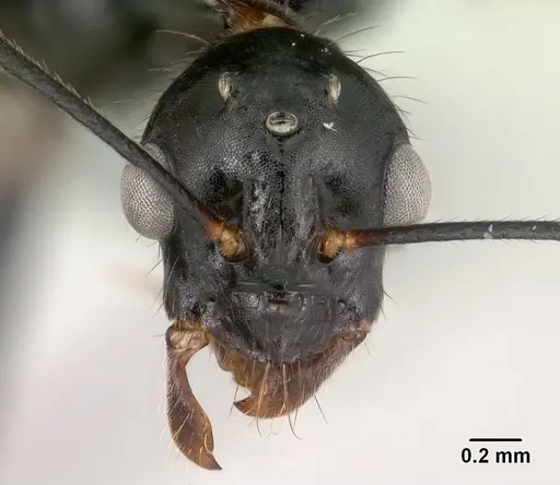 Camponotus imitator specimen CASENT0145039 image casent0145039_3