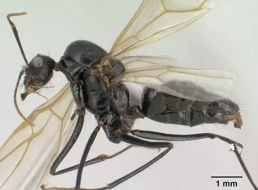 Camponotus imitator specimen CASENT0145039 image casent0145039_4