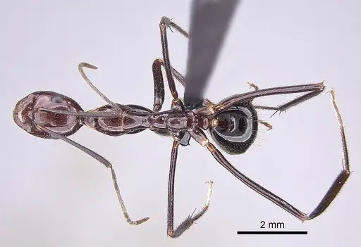 Camponotus imitator specimen CASENT0209055 image casent0209055_1