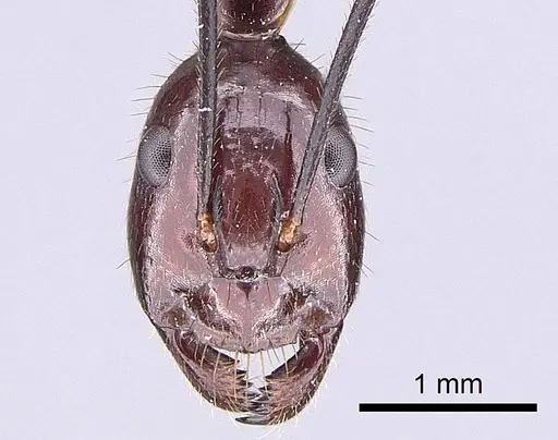 Camponotus imitator specimen CASENT0209055 image casent0209055_2