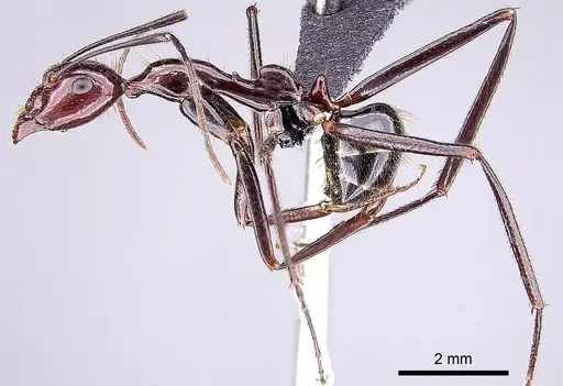 Camponotus imitator specimen CASENT0209055 image casent0209055_3