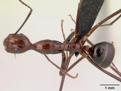Camponotus imitator specimen CASENT0452849 image casent0452849_1