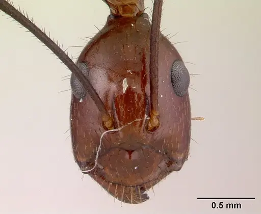 Camponotus imitator specimen CASENT0452849 image casent0452849_2