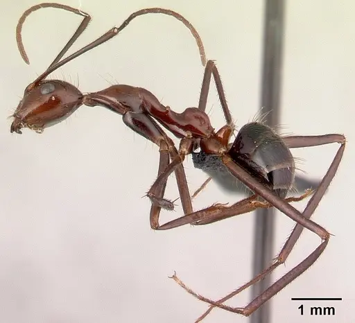 Camponotus imitator specimen CASENT0452849 image casent0452849_3