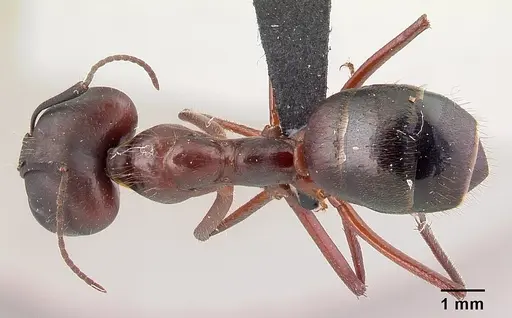 Camponotus imitator specimen CASENT0452863 image casent0452863_1