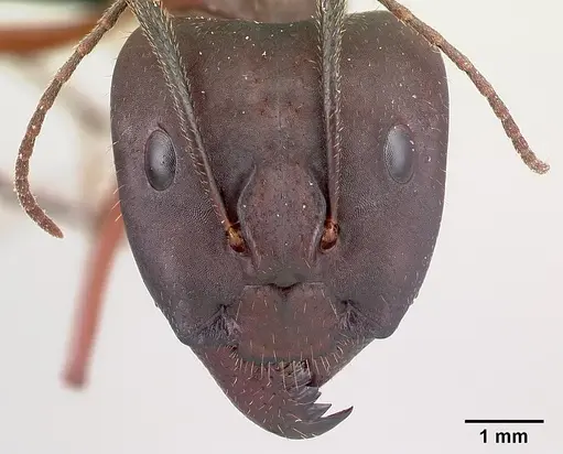 Camponotus imitator specimen CASENT0452863 image casent0452863_2