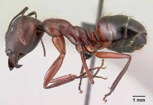 Camponotus imitator specimen CASENT0452863 image casent0452863_3