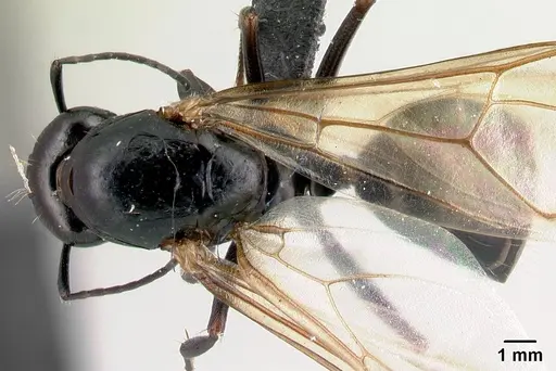 Camponotus immaculatus specimen CASENT0053950 image casent0053950_1