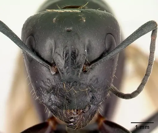 Camponotus immaculatus specimen CASENT0053950 image casent0053950_2