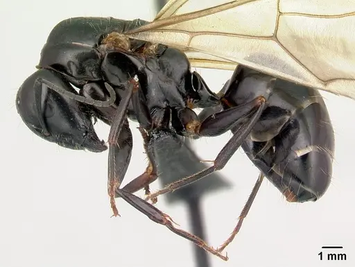 Camponotus immaculatus specimen CASENT0053950 image casent0053950_3