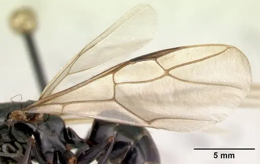 Camponotus immaculatus specimen CASENT0053950 image casent0053950_4