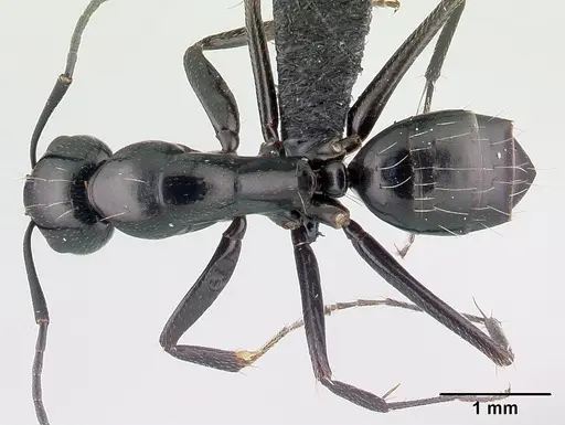 Camponotus immaculatus specimen CASENT0053951 image casent0053951_1