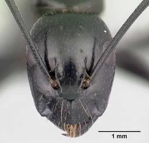 Camponotus immaculatus specimen CASENT0053951 image casent0053951_2