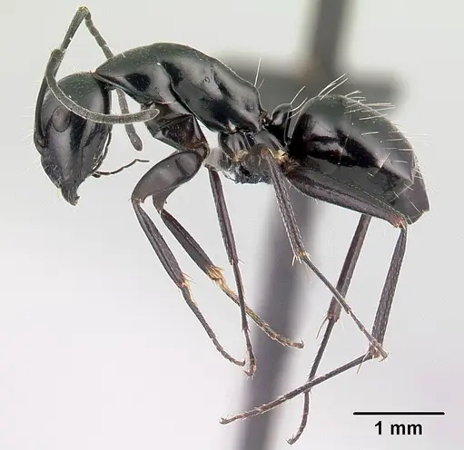 Camponotus immaculatus specimen CASENT0053951 image casent0053951_3