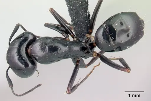 Camponotus immaculatus specimen CASENT0071379 image casent0071379_1