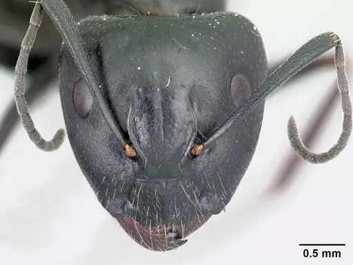 Camponotus immaculatus specimen CASENT0071379 image casent0071379_2
