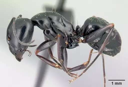 Camponotus immaculatus specimen CASENT0071379 image casent0071379_3