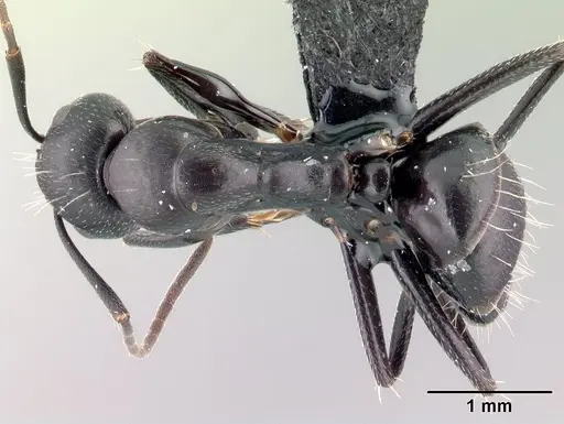 Camponotus immaculatus specimen CASENT0082438 image casent0082438_1