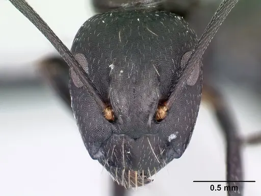 Camponotus immaculatus specimen CASENT0082438 image casent0082438_2
