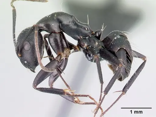 Camponotus immaculatus specimen CASENT0082438 image casent0082438_3
