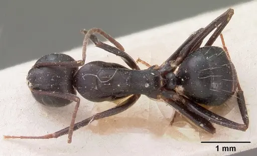 Camponotus immaculatus specimen CASENT0102107 image casent0102107_1