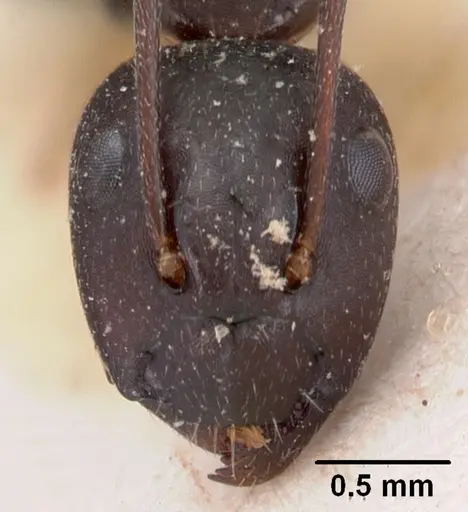 Camponotus immaculatus specimen CASENT0102107 image casent0102107_2