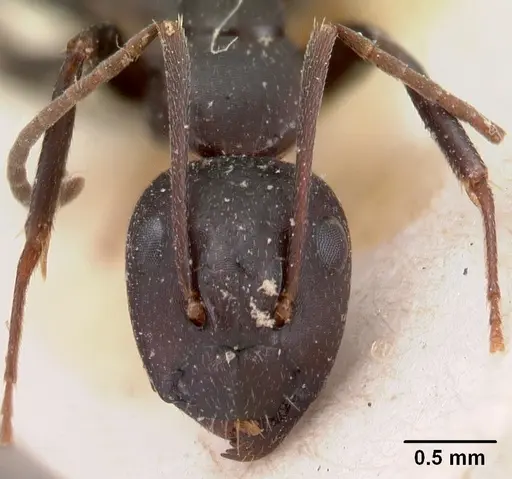 Camponotus immaculatus specimen CASENT0102107 image casent0102107_3