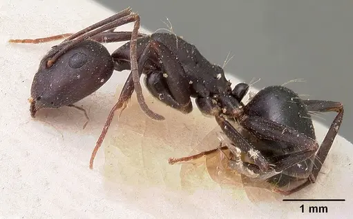 Camponotus immaculatus specimen CASENT0102107 image casent0102107_4