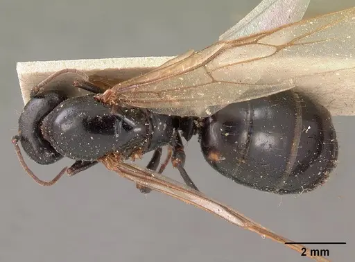 Camponotus immaculatus specimen CASENT0102108 image casent0102108_1