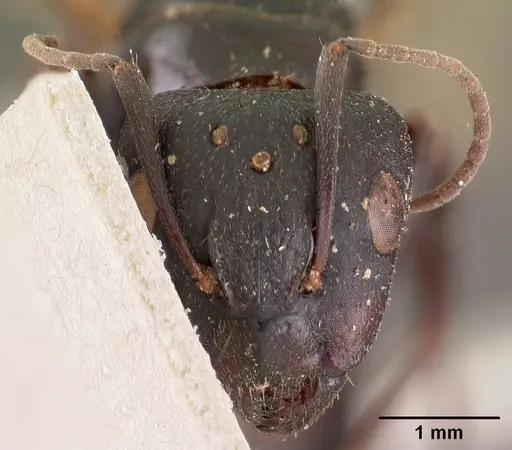 Camponotus immaculatus specimen CASENT0102108 image casent0102108_2