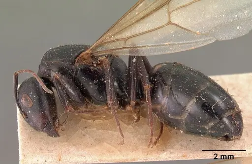 Camponotus immaculatus specimen CASENT0102108 image casent0102108_3