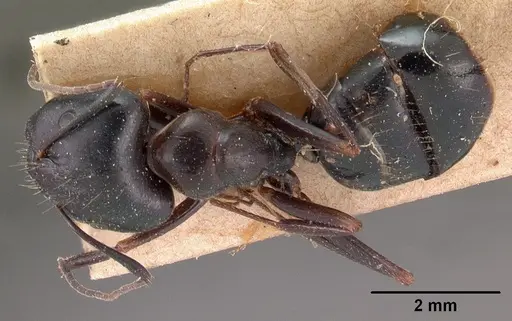 Camponotus immaculatus specimen CASENT0102111 image casent0102111_1