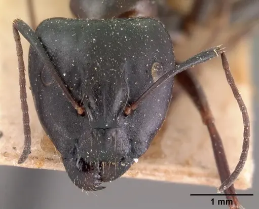 Camponotus immaculatus specimen CASENT0102111 image casent0102111_2
