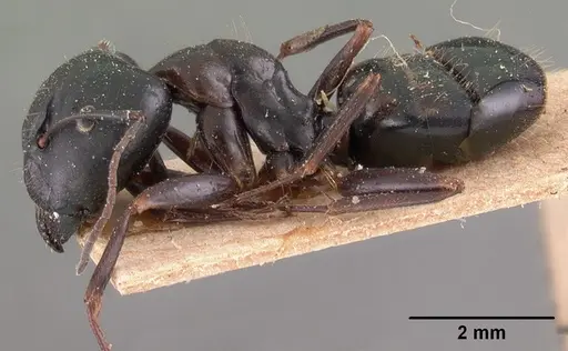 Camponotus immaculatus specimen CASENT0102111 image casent0102111_3