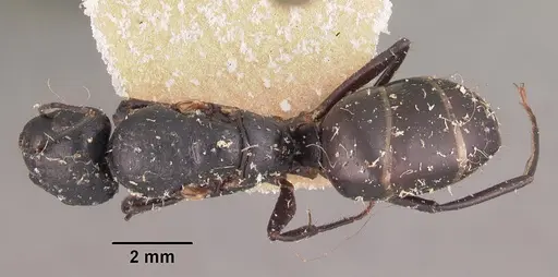 Camponotus immaculatus specimen CASENT0102428 image casent0102428_1