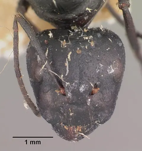 Camponotus immaculatus specimen CASENT0102428 image casent0102428_2