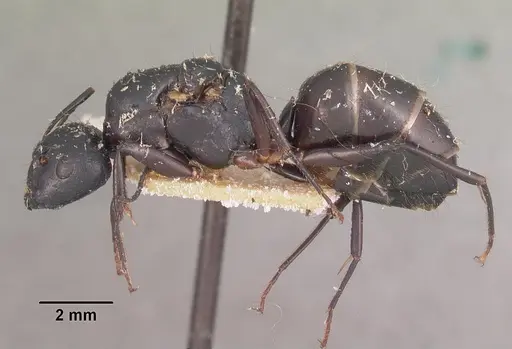 Camponotus immaculatus specimen CASENT0102428 image casent0102428_3
