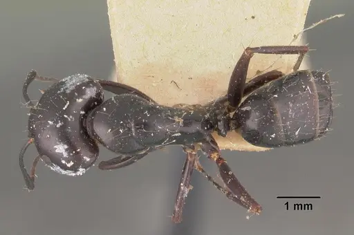 Camponotus immaculatus specimen CASENT0102429 image casent0102429_1