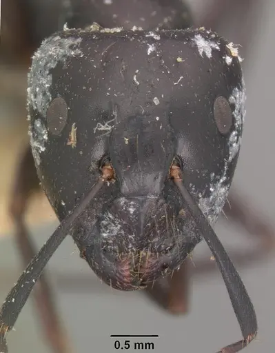 Camponotus immaculatus specimen CASENT0102429 image casent0102429_2