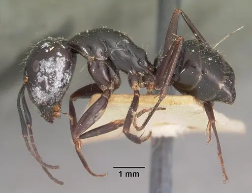 Camponotus immaculatus specimen CASENT0102429 image casent0102429_3