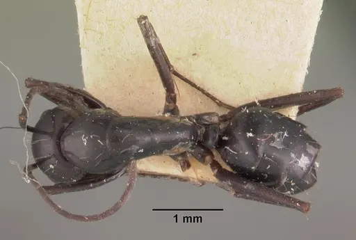 Camponotus immaculatus specimen CASENT0102430 image casent0102430_1